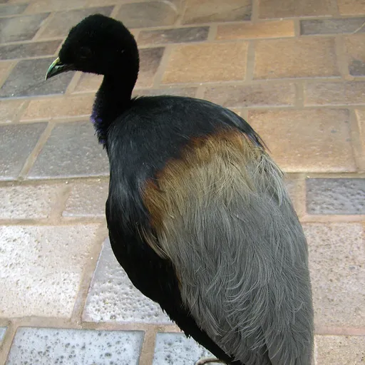 Grey-winged Trumpeter (Psophia crepitans)