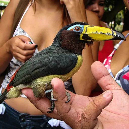 Lettered Aracari (Pteroglossus inscriptus)