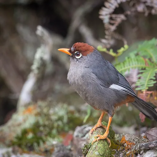 Chestnut-capped Laughingthrush (Pterorhinus mitratus)