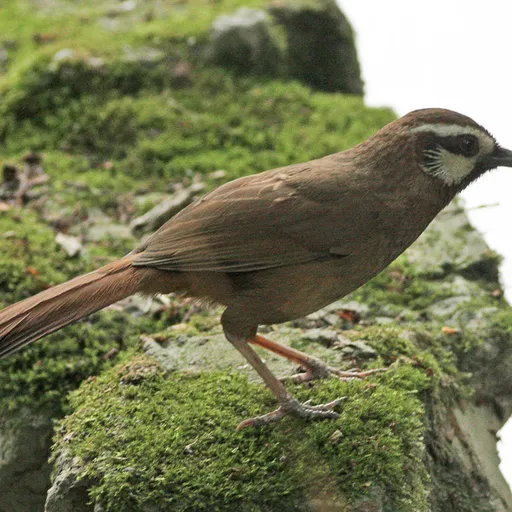 White-browed Laughingthrush (Pterorhinus sannio)