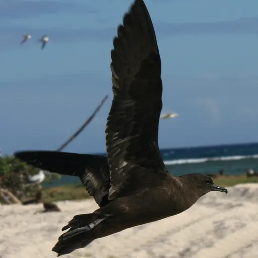 Puffinus nativitatis (Puffinus nativitatis)