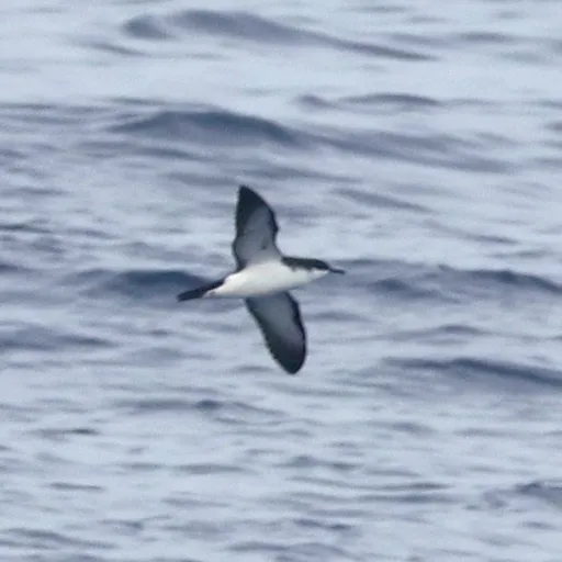 Newell's Shearwater (Puffinus newelli)