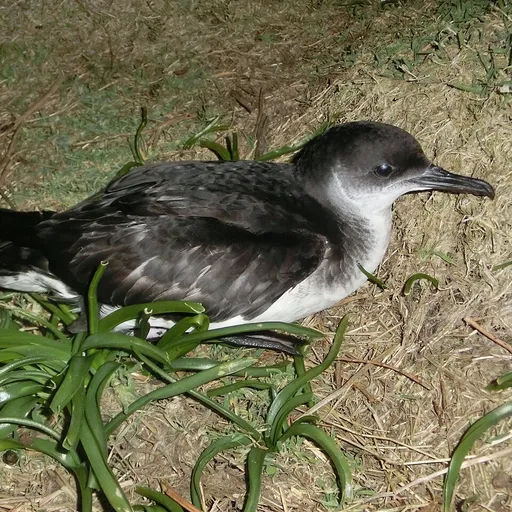 Manx Shearwater (Puffinus puffinus)