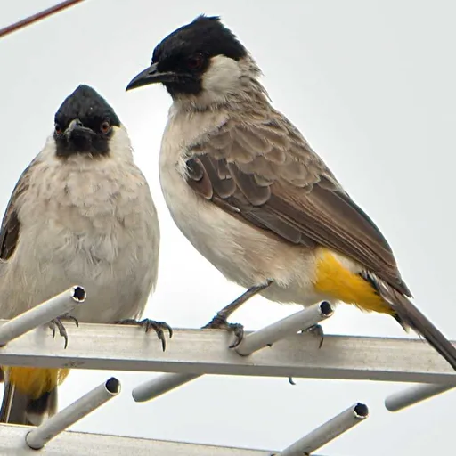 Sooty-headed Bulbul (Pycnonotus aurigaster)