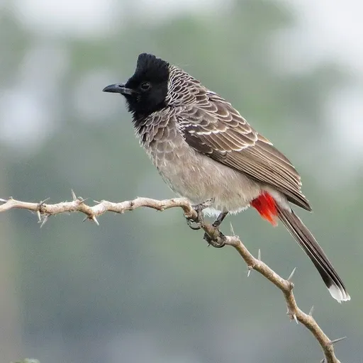 Red-vented Bulbul (Pycnonotus cafer)