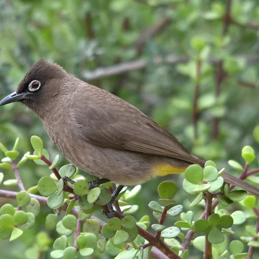 Cape Bulbul (Pycnonotus capensis)