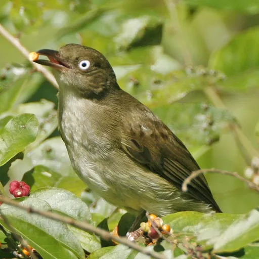 Cream-vented Bulbul (Pycnonotus simplex)