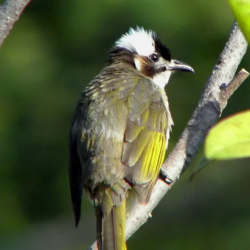 Light-vented Bulbul (Pycnonotus sinensis)
