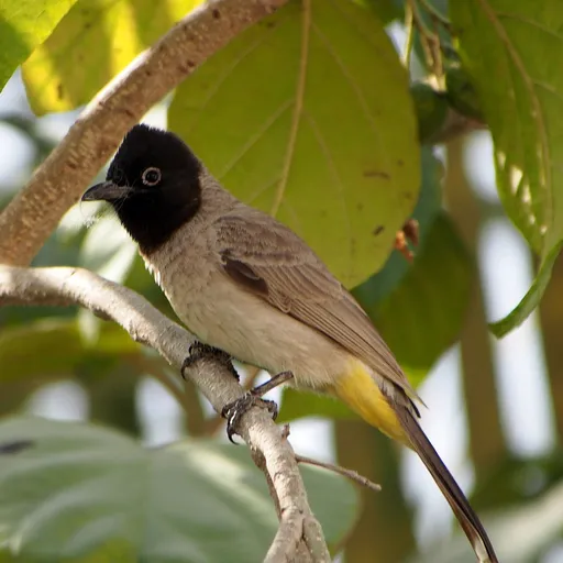 White-spectacled Bulbul (Pycnonotus xanthopygos)