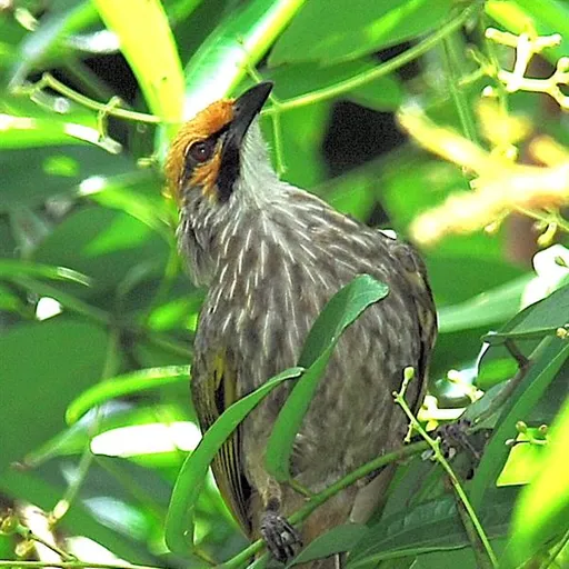 Straw-headed Bulbul (Pycnonotus zeylanicus)