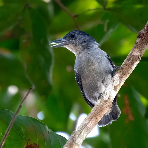 Spot-winged Antshrike (Pygiptila stellaris)
