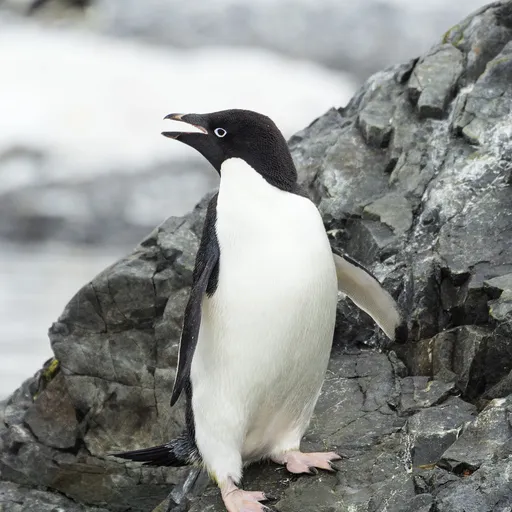 Adelie Penguin (Pygoscelis adeliae)