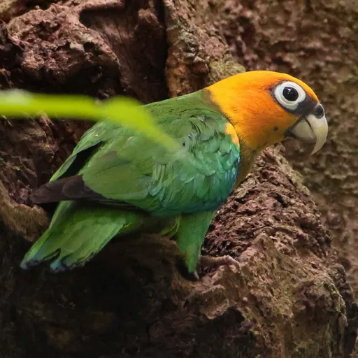 Saffron-headed Parrot (Pyrilia pyrilia)