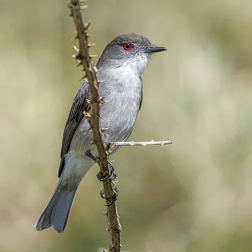 Fire-eyed Diucon (Pyrope pyrope)