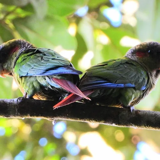 Blood-eared Parakeet (Pyrrhura hoematotis)