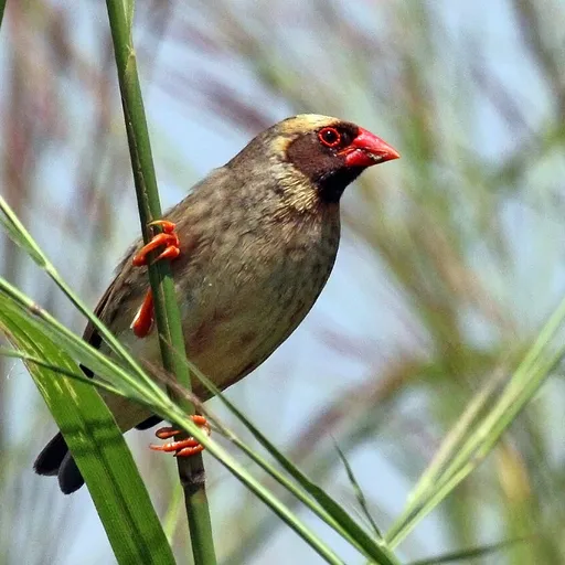 Red-billed Quelea (Quelea quelea)