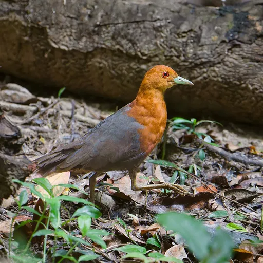 Red-necked Crake (Rallina tricolor)