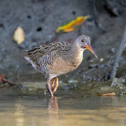 Mangrove Rail (Rallus longirostris)