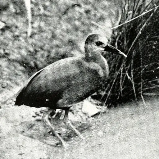 Aztec Rail (Rallus tenuirostris)