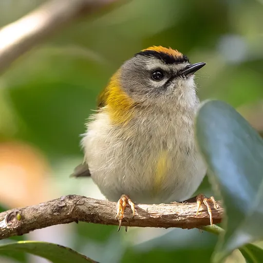Madeira Firecrest (Regulus madeirensis)
