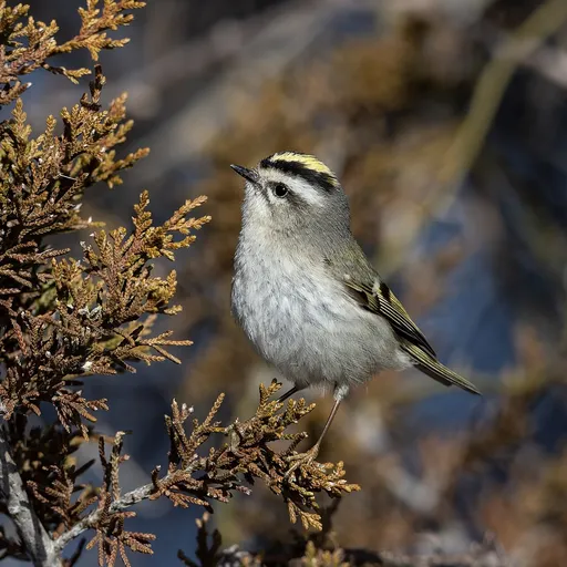 Golden-crowned Kinglet (Regulus satrapa)