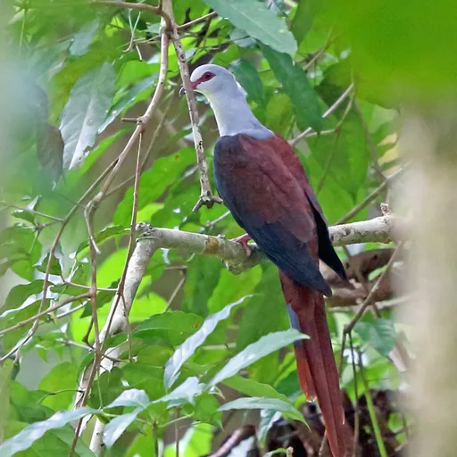 Great Cuckoo-Dove (Reinwardtoena reinwardti)