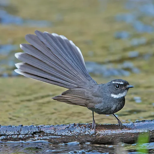 White-throated Fantail (Rhipidura albicollis)