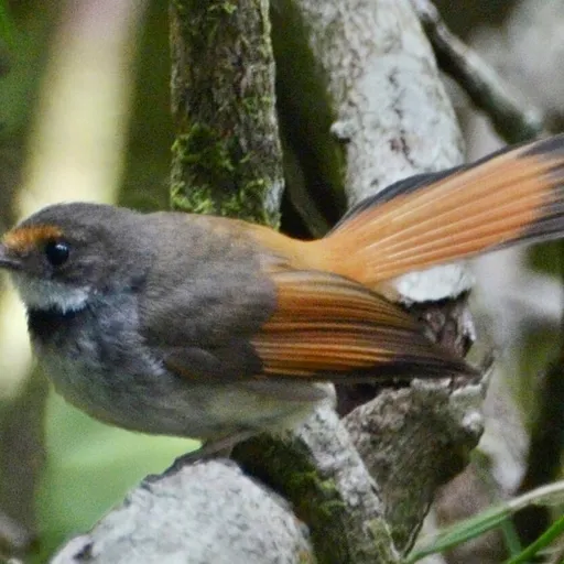 Sulawesi Fantail (Rhipidura teysmanni)