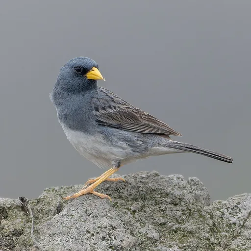 Band-tailed Sierra Finch (Rhopospina alaudina)