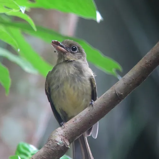 Eastern Olivaceous Flatbill (Rhynchocyclus olivaceus)