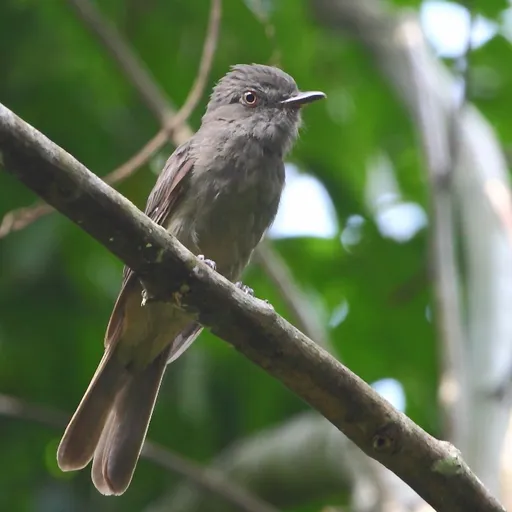 Greyish Mourner (Rhytipterna simplex)