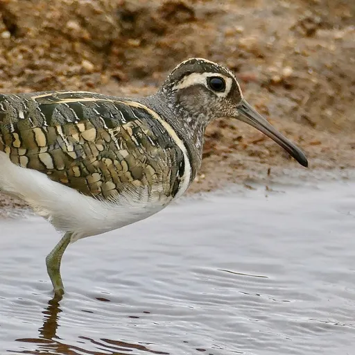 Greater Painted-snipe (Rostratula benghalensis)