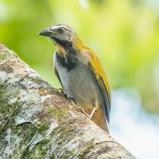 Buff-throated Saltator (Saltator maximus)