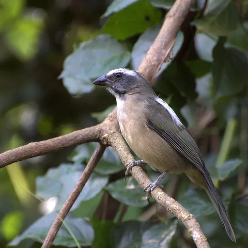 Green-winged Saltator (Saltator similis)