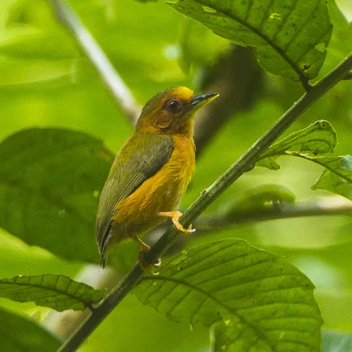 Rufous Piculet (Sasia abnormis)
