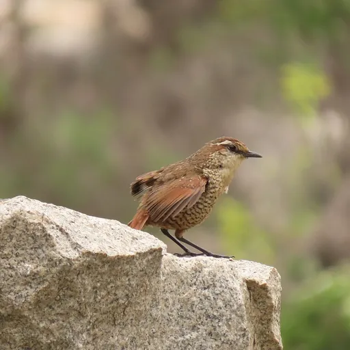 White-throated Tapaculo (Scelorchilus albicollis)