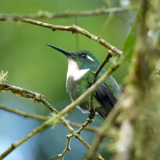 Geoffroy's Daggerbill (Schistes geoffroyi)