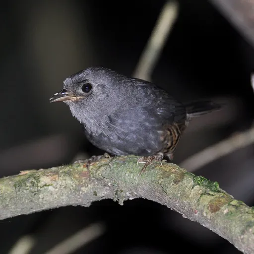 Planalto Tapaculo (Scytalopus pachecoi)