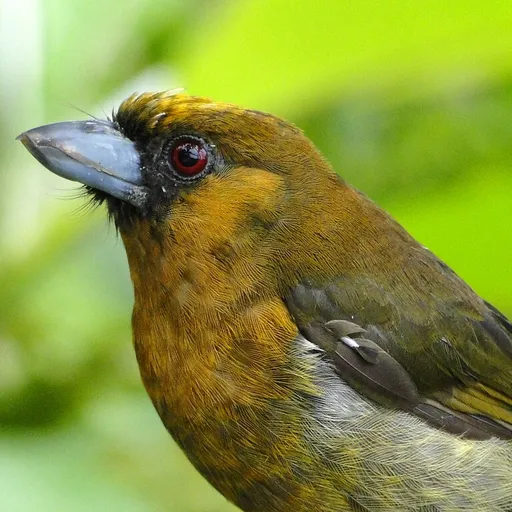 Prong-billed Barbet (Semnornis frantzii)