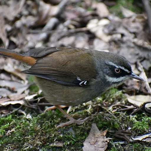White-browed Scrubwren (Sericornis frontalis)
