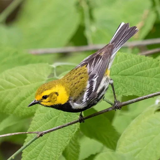 Black-throated Green Warbler (Setophaga virens)