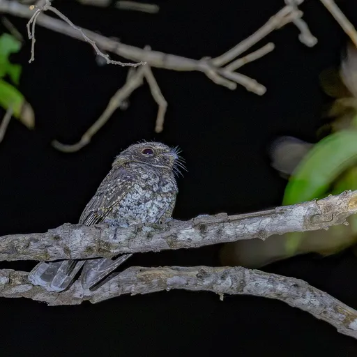 Least Poorwill (Siphonorhis brewsteri)