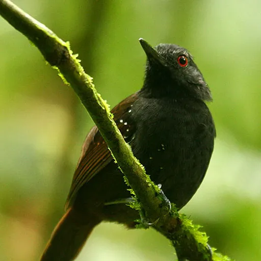 Dull-mantled Antbird (Sipia laemosticta)