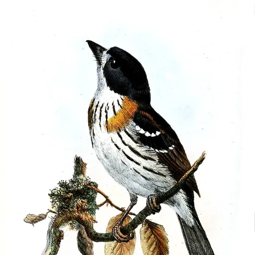 Rufous-sided Broadbill (Smithornis rufolateralis)