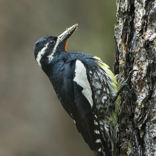 Williamson's Sapsucker (Sphyrapicus thyroideus)
