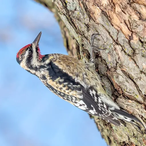 Yellow-bellied Sapsucker (Sphyrapicus varius)