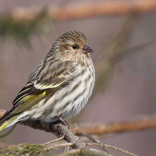 Pine Siskin (Spinus pinus)