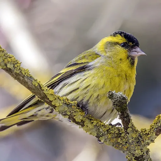 Eurasian Siskin (Spinus spinus)