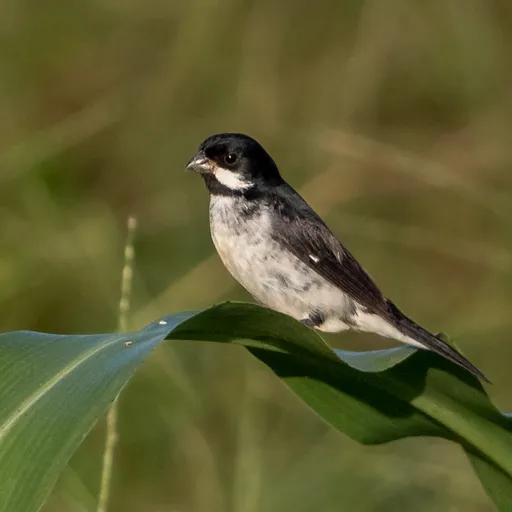 Lesson's Seedeater (Sporophila bouvronides)
