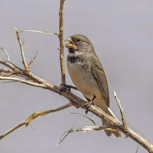Double-collared Seedeater (Sporophila caerulescens)